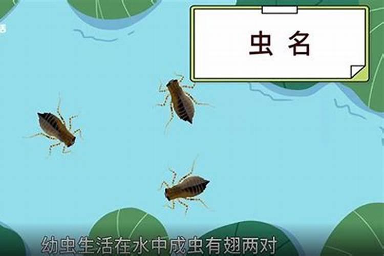 世界上寿命最短的动物是？