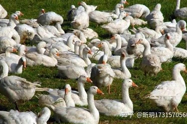 广东人立春吃什么