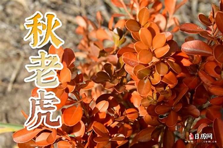 立秋是公老虎还是母老虎