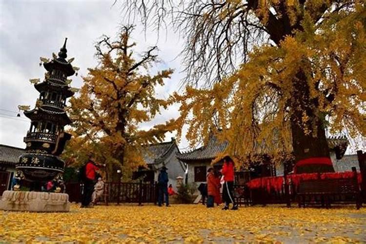 59年属猪的晚年命运如何,属猪人是什么命