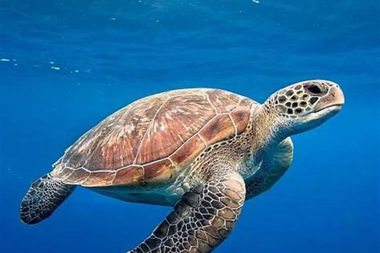 梦见海龟在大海里的预兆