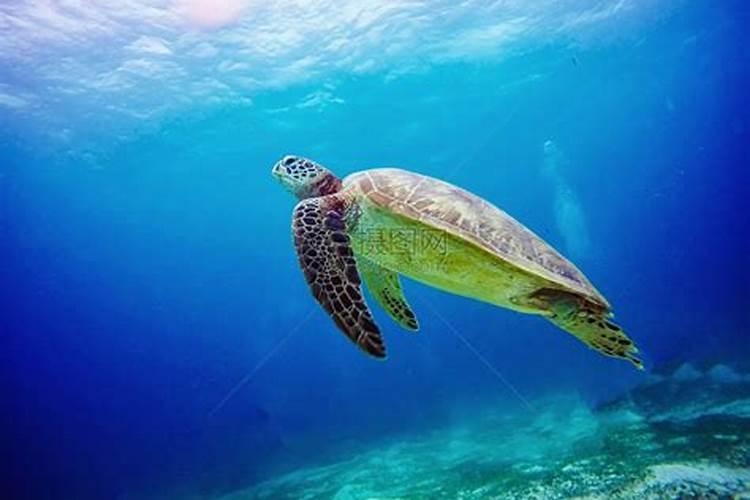 梦见自己泡在海水里看见大海龟的预兆