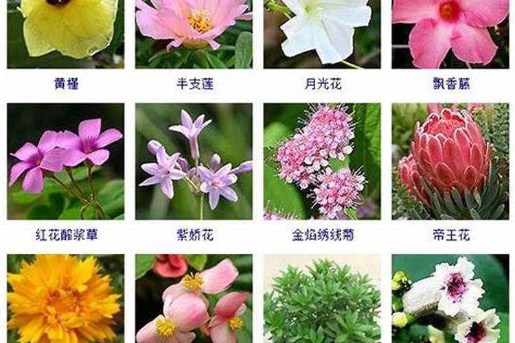 在古代七夕节,人们是送什么花表达爱意的？