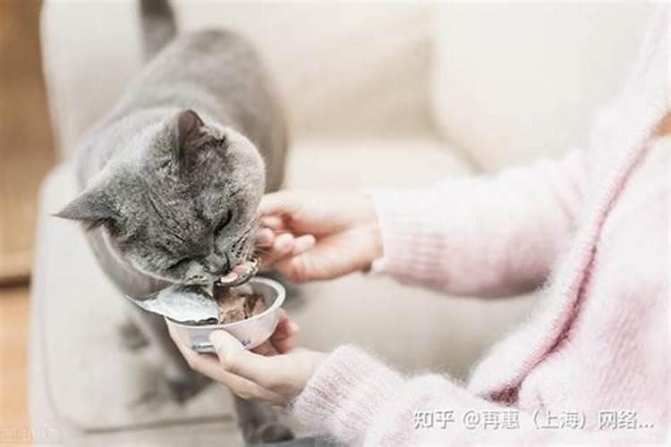 梦见给猫喂食的预兆