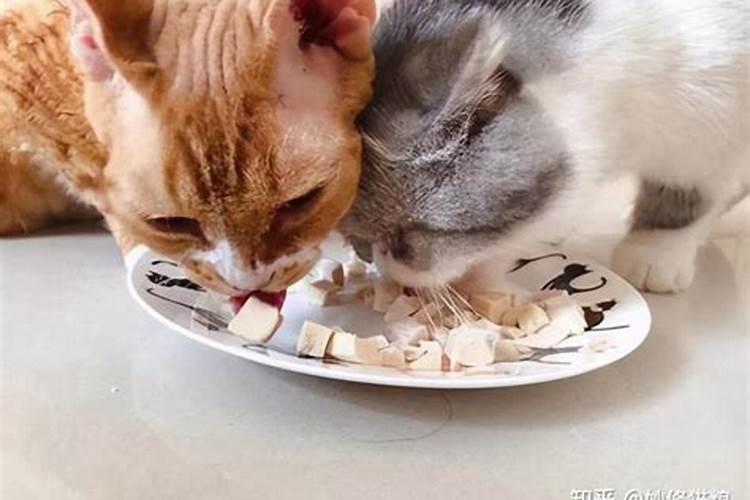 梦见猫饿了找我要吃的是什么意思