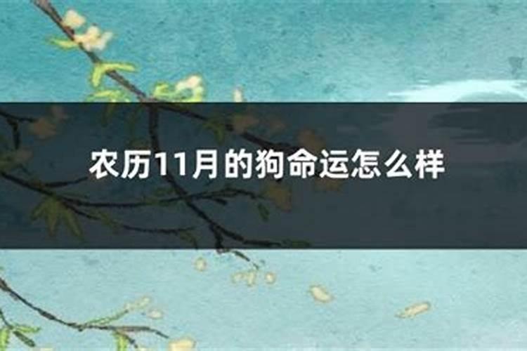 82年属狗阴历十一月早上出生命运怎么样