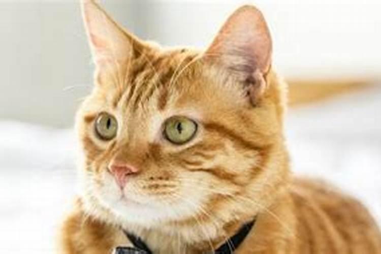 梦见猫被老鼠咬流血的预兆