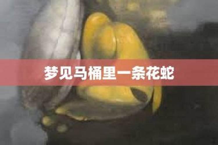 梦见马桶有鱼的预兆