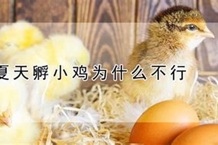 是不是放进冰箱的鸡蛋就不能孵出小鸡了？