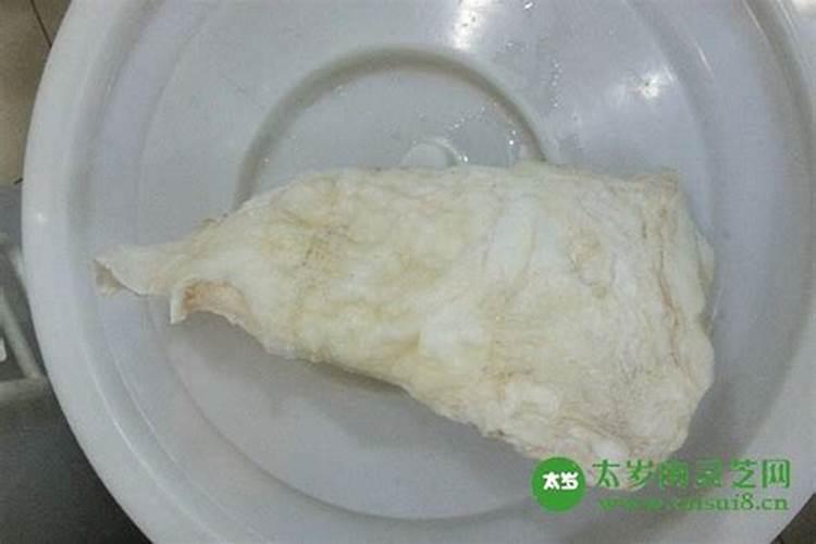 太岁变红是怎么回事我养的太岁变粉红色了,水也变粉红色了