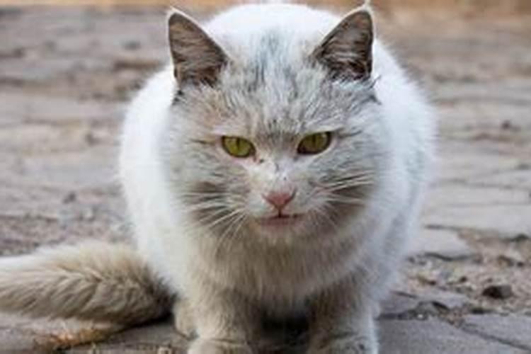 孕妇梦见黑猫扑向本人咬我