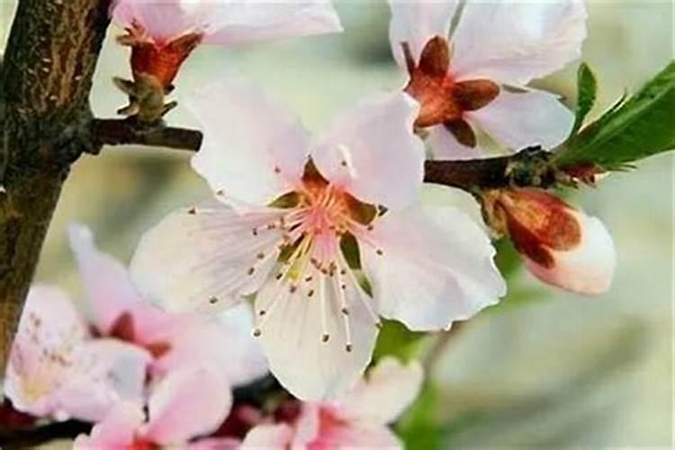 怎么样才能斩除桃花？