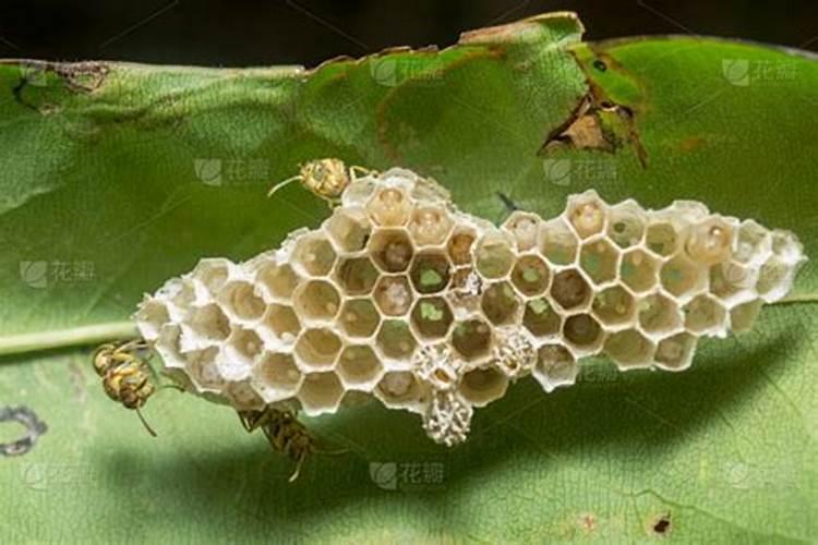 梦见黄蜂窝是什么意思？
