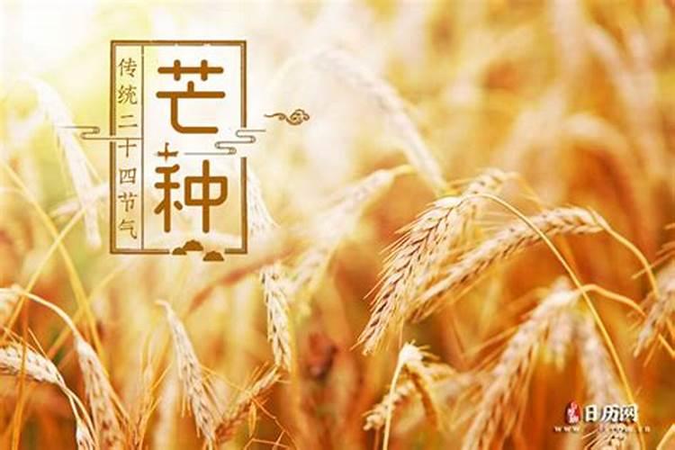 芒种后九天交运怎么算 芒种后九天交运包括当天吗