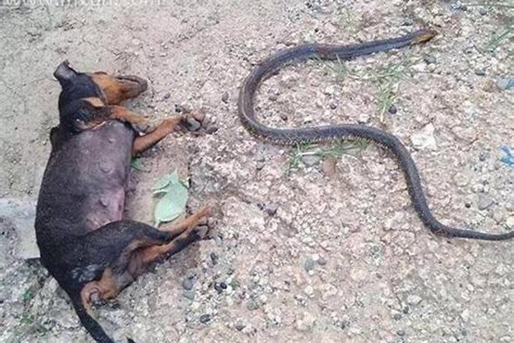 梦见自己把蛇咬死的预兆