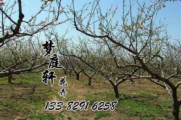 70年属狗的2024年下半年的运势