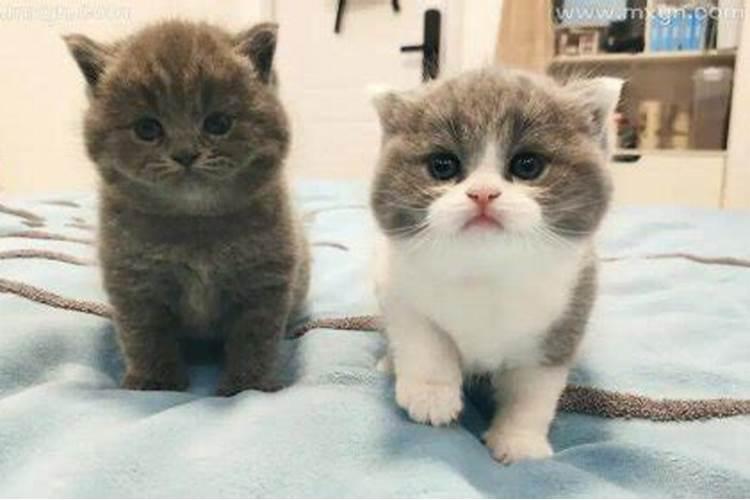梦见买猫是什么意思？