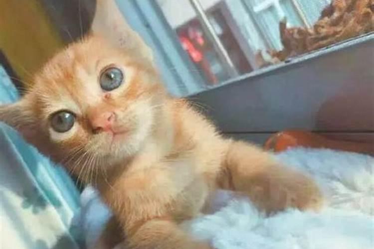 梦见买一只猫的预兆