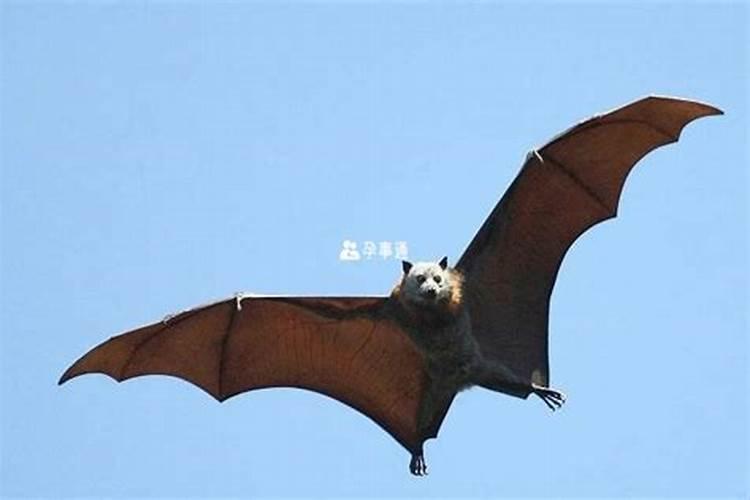 腊八节广东人吃什么