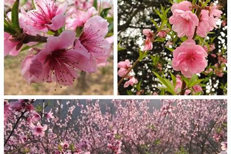 辽宁清明节踏青哪里好