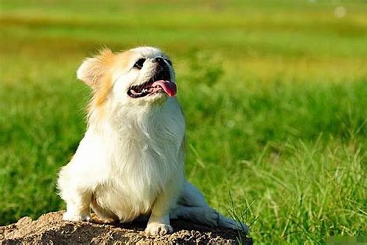 生肖狗的人性格和脾气