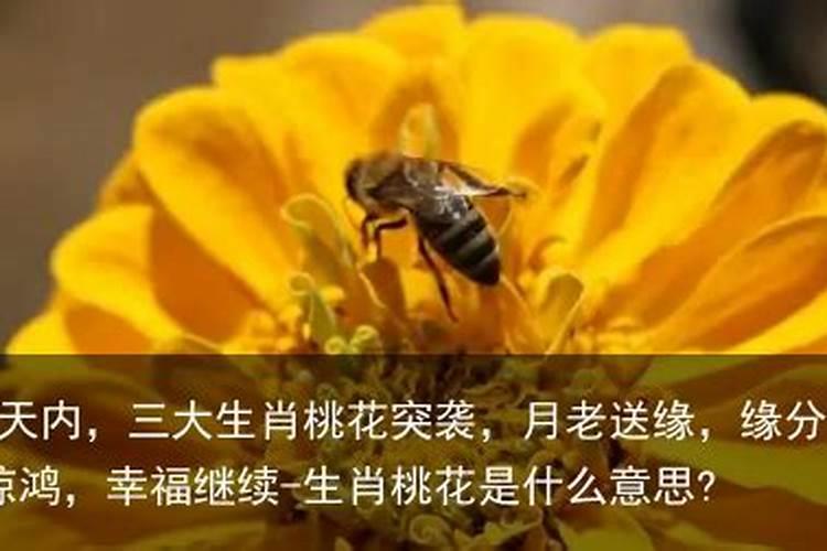 3月下旬,桃花开遍,月老送姻缘的3大生肖？
