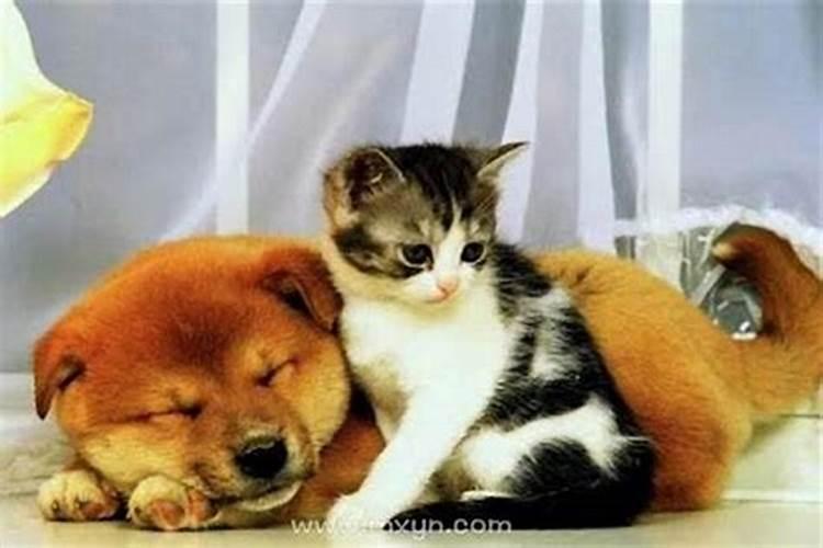 梦见狗和猫什么意思周公解梦