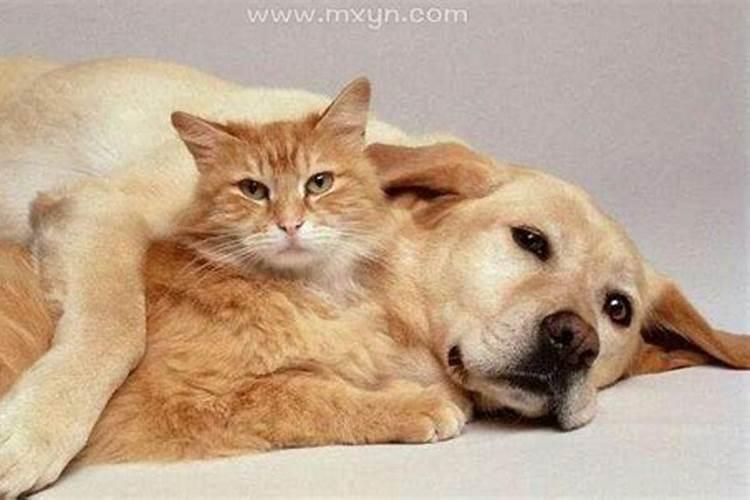 梦见猫和狗是什么预兆