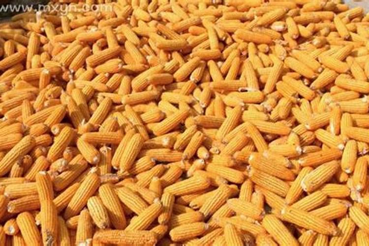 梦见别人家可多玉米的预兆