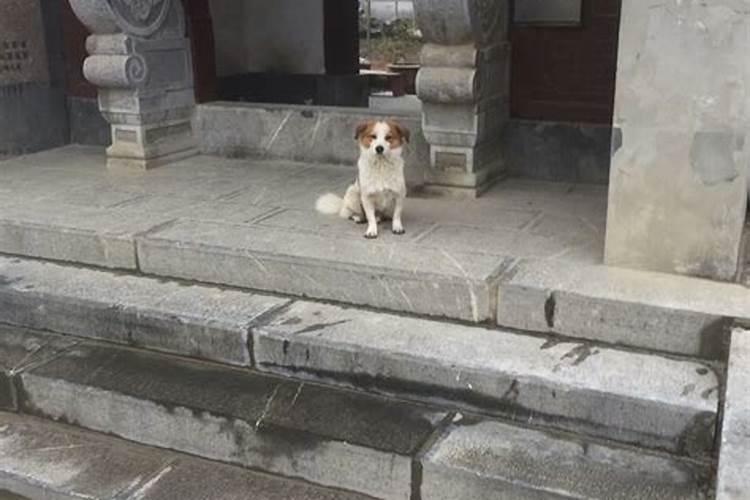 仙人指路。路不通行。指什么生肖