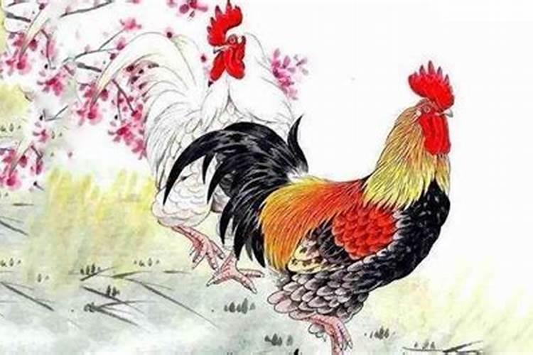 虎跟鸡在一起对谁不利