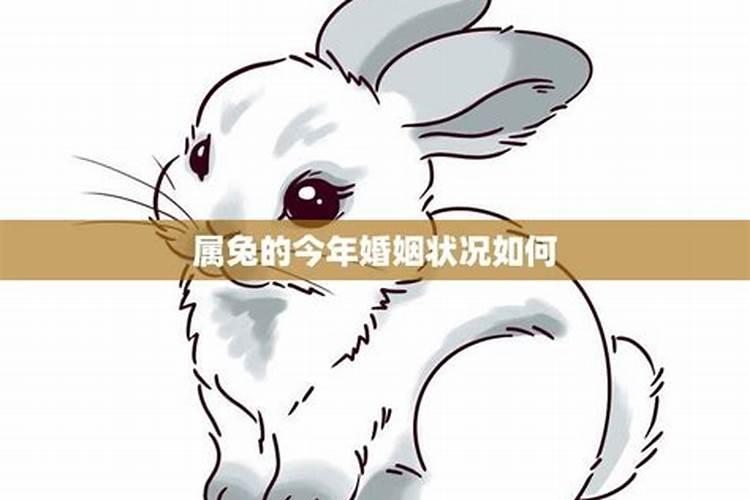 2025属兔婚姻最终结果