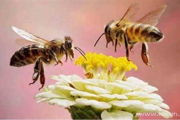 梦见蜜蜂是什么预兆