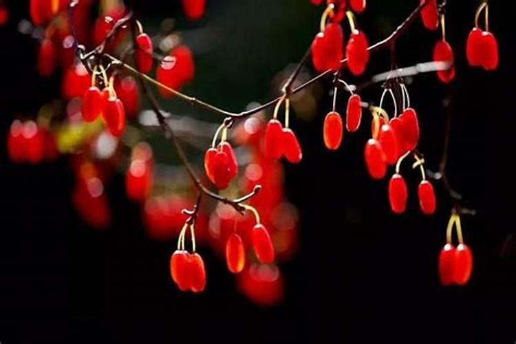 重阳为什么要插上茱萸
