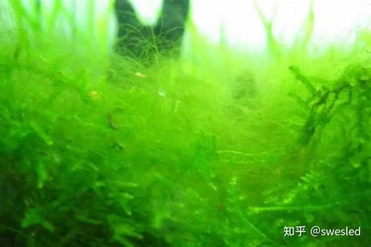 家里养太岁、太岁肉灵芝如何养殖