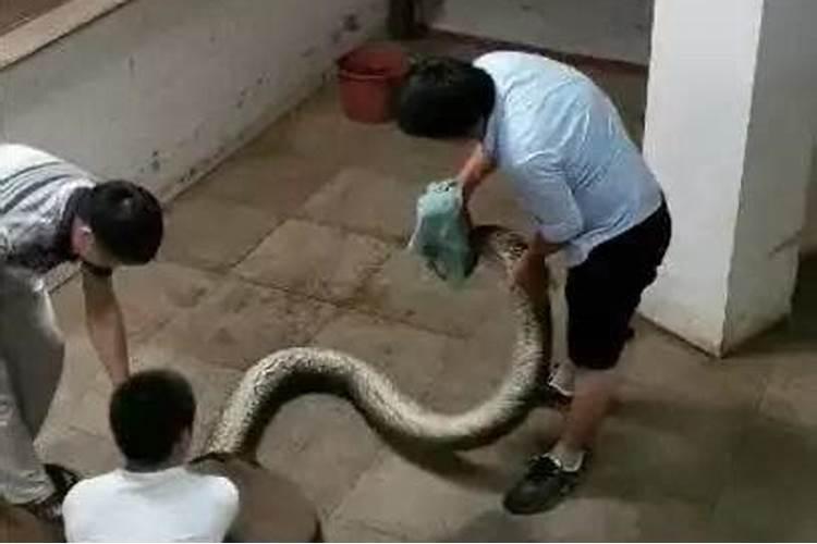 梦见所有地方都是蛇是什么意思 预兆
