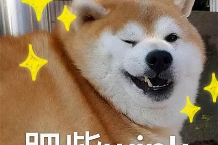 梦见狗狗对我热情扑向我