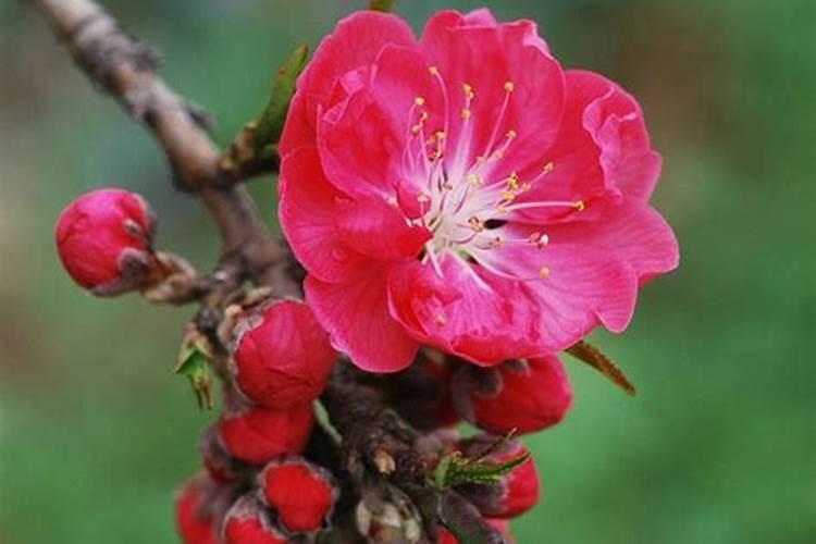 烂桃花是什么意思
