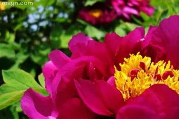 梦见牡丹花盛开是什么意思？