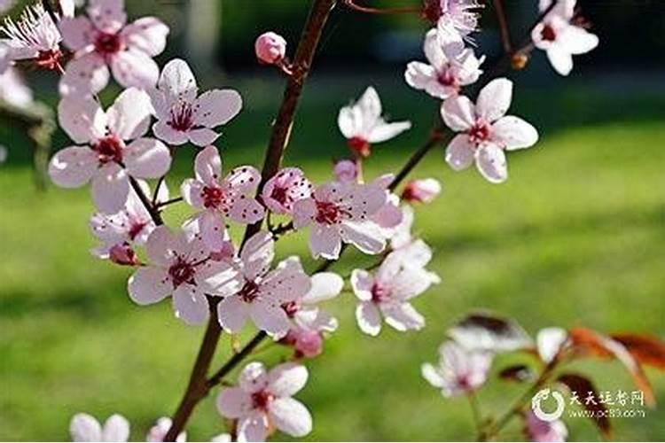 带什么可以招桃花运