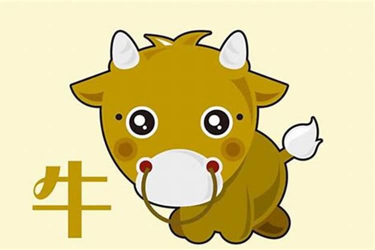 属牛腊月出生命运如何