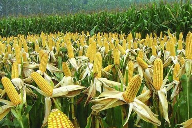 梦见收玉米又下雨是什么意思