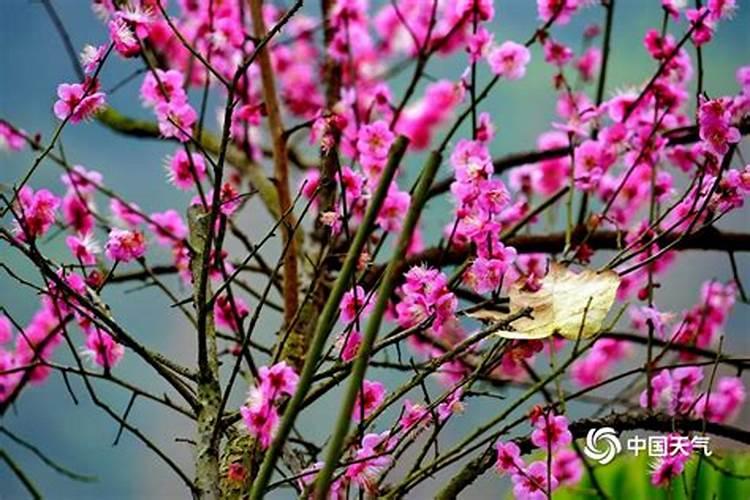 腊月开桃花是什么意思？