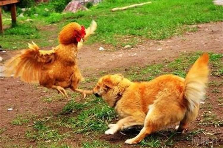 金鸡怕玉犬;金鸡玉犬难躲避,合婚双方不可遇,两属相争大不宜,世人一定要...