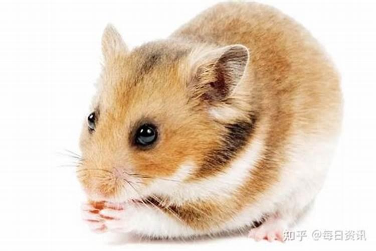 家里养吉娃娃的风水好吗养什么狗旺家