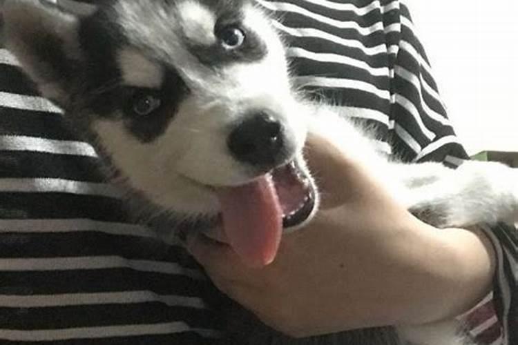 家里养吉娃娃的风水好吗 养什么狗旺家