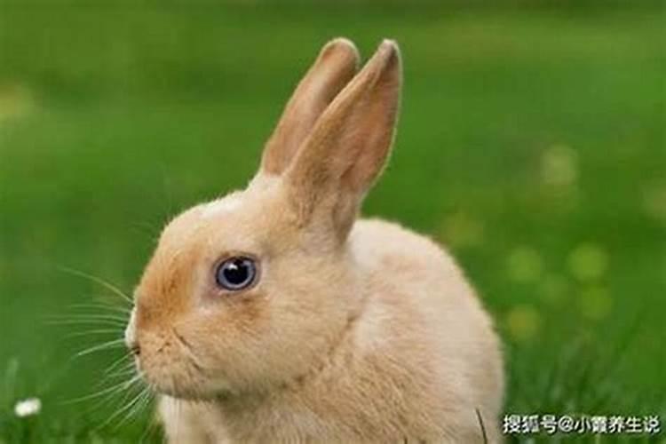 男兔女鼠相配婚姻会怎么样 一起要怎么做