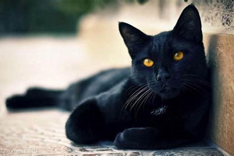 梦见大黑猫扑向自己的预兆