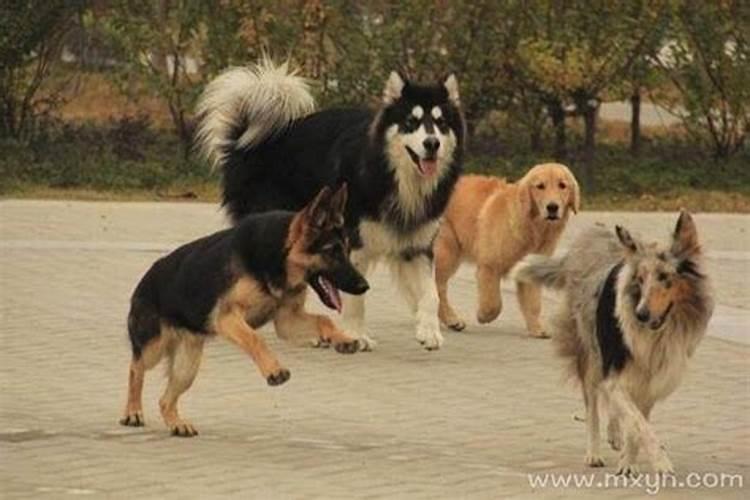 属兔配什么属相最好