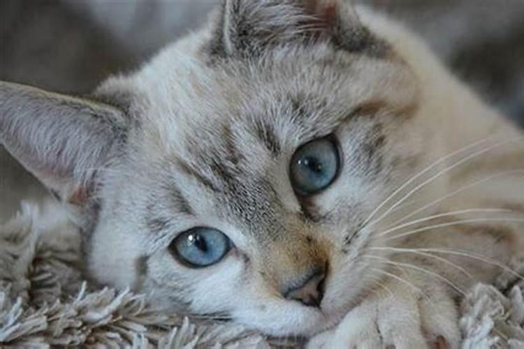 做梦梦到被猫咬是什么意思 做梦梦到被猫咬预兆什么